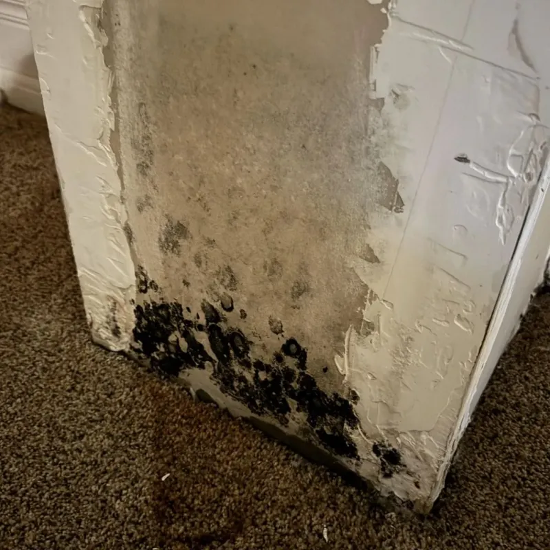 Professional Mold Removal in De Baca County, NM